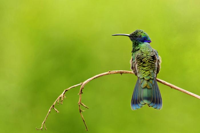 Colibri coruscans