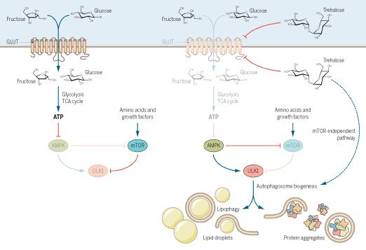 How a Sweet "Nutraceutical" Works Finally Uncovered