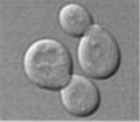 Budding Yeast