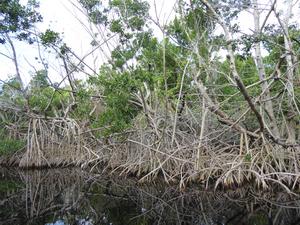 Mangrove forest