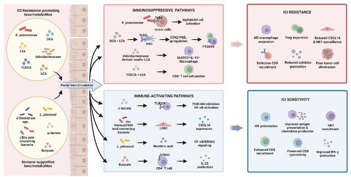 Microbial and metabolite regulation of tumor immunity in HCC.