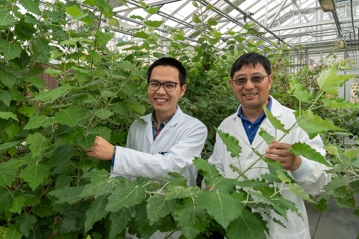 Brookhaven Lab plant scientists