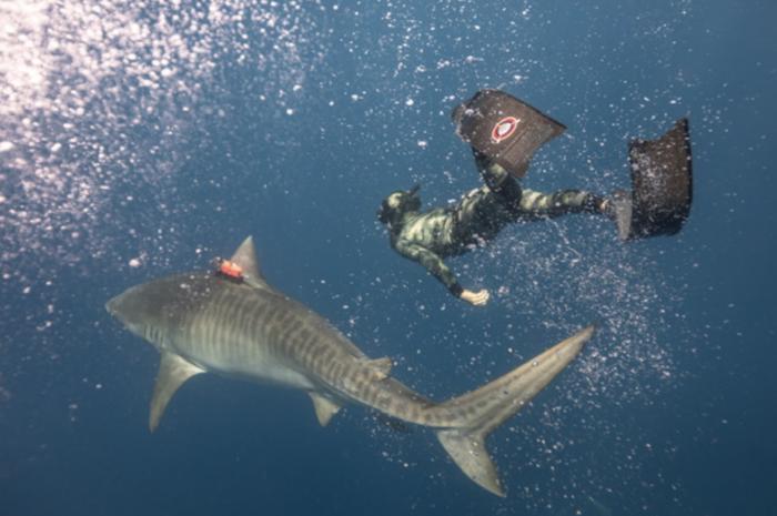 Researcher swim with a tiger shark