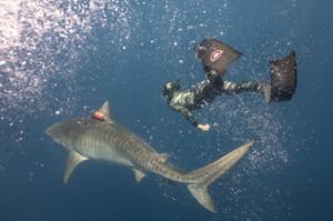 Researcher swim with a tiger shark
