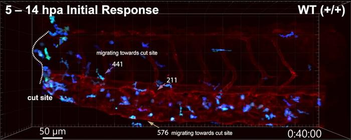 Macrophages Time Lapse Video