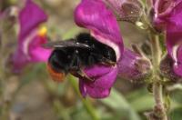 Bee on a Snapdragon Flower