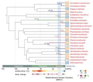 Gecko sex chromosome ages temporally cluster around the Middle Miocene Climatic Transition