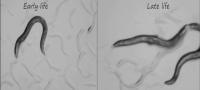 Young vs. Older Worms