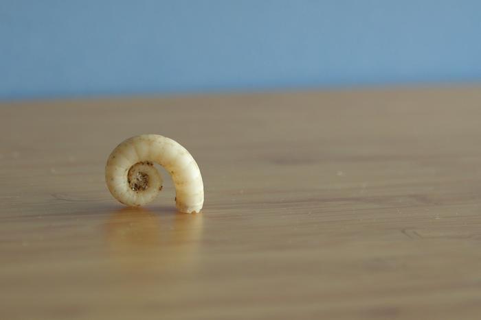Photo of ram’s horn squid shell