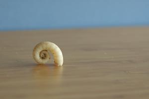Photo of ram’s horn squid shell