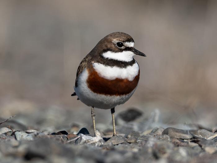 New Zealand banded dotterel