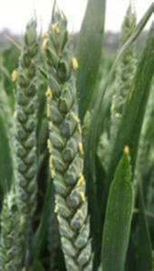 Wheat spike at anthesis with visible anthers