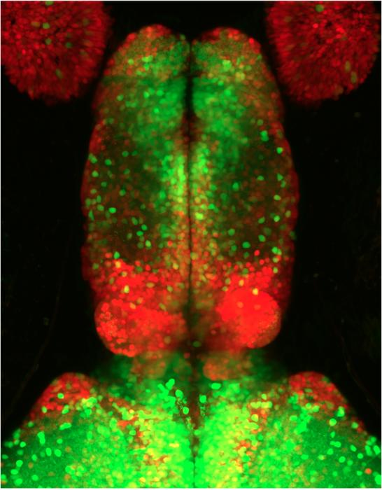 Zebrafish forebrain labelled for excitatory neurons in red and inhibitory neurons in green.