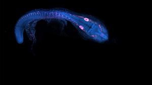 Cichild fish embryo.