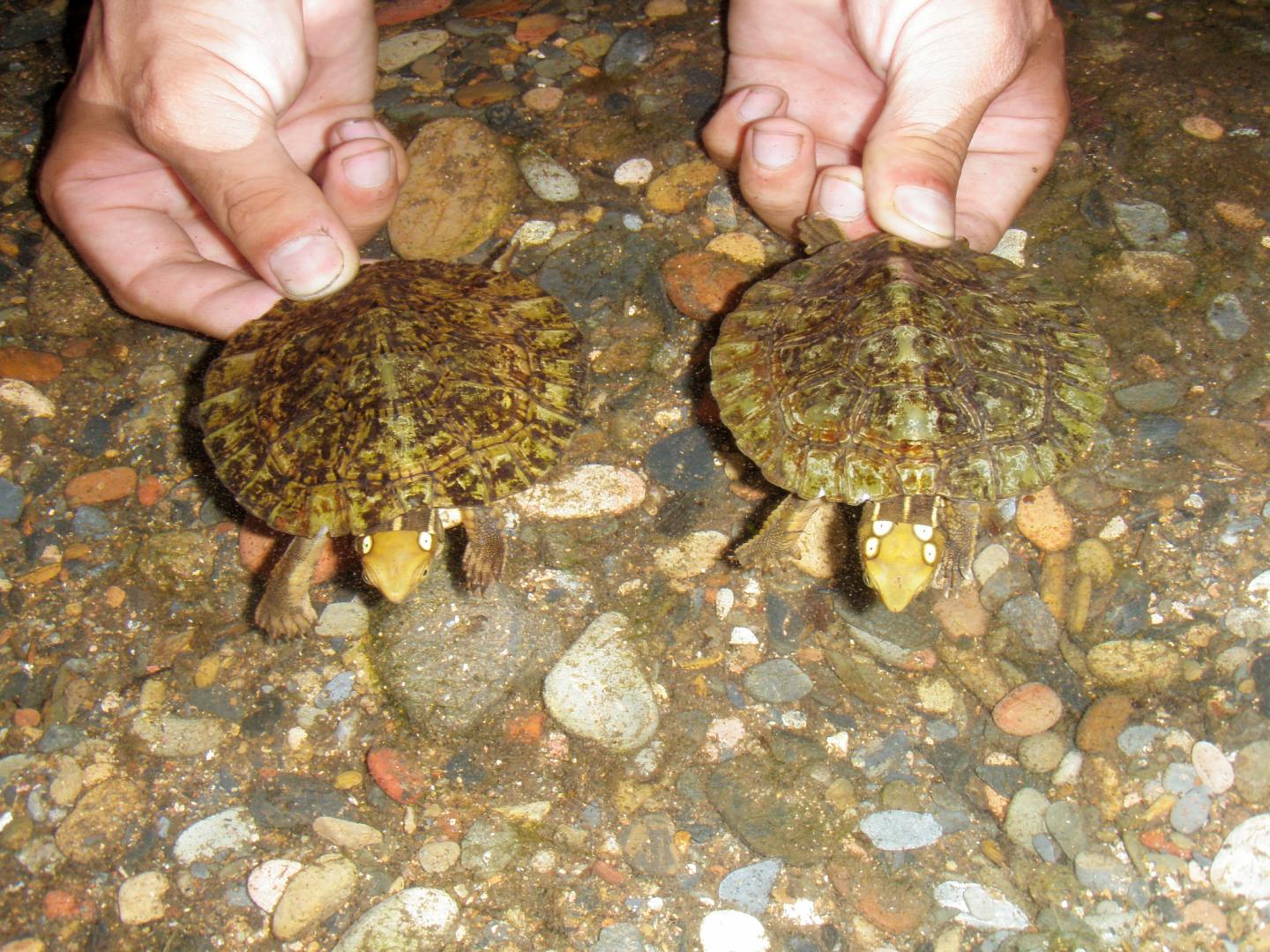 Two four-eyed turtles captured in Pu Mat National Park, central Vietnam
