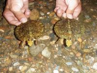 Two four-eyed turtles captured in Pu Mat National Park, central Vietnam