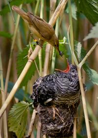 Motherly Love