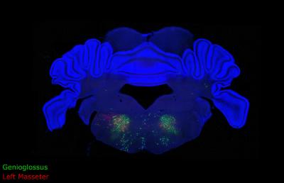 Mouse Brain