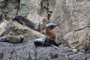 Young seal with moderate alopecia
