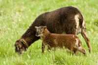 Climate Change and the Mystery of the Shrinking Sheep (2 of 3)