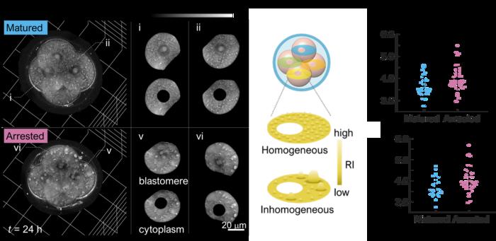 KAIST’s Advanced Oocyte and Embryo Analysis Technology to Improve IVF Success Recognized at Leading Global Conference