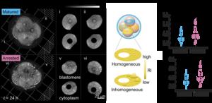 KAIST’s Advanced Oocyte and Embryo Analysis Technology to Improve IVF Success Recognized at Leading Global Conference