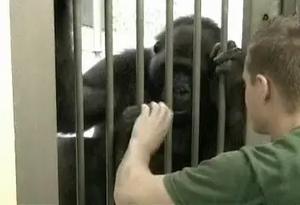 Gorilla being tickled and laughing