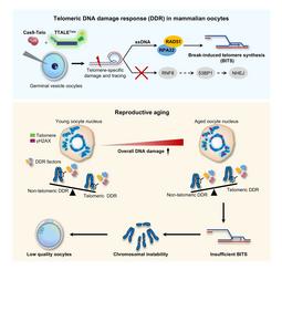 Insufficient telomeric DNA damage response promotes chromosomal instability in aged oocytes