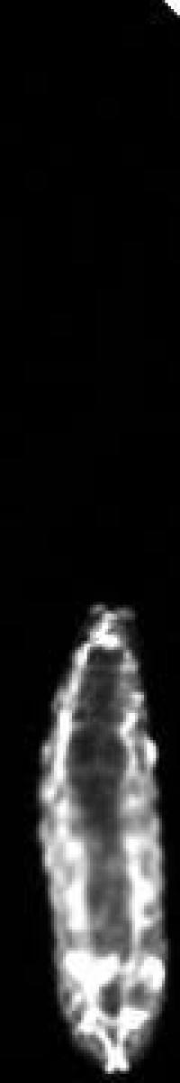 Normally Vrawling <em>Drosophila</em> Larva