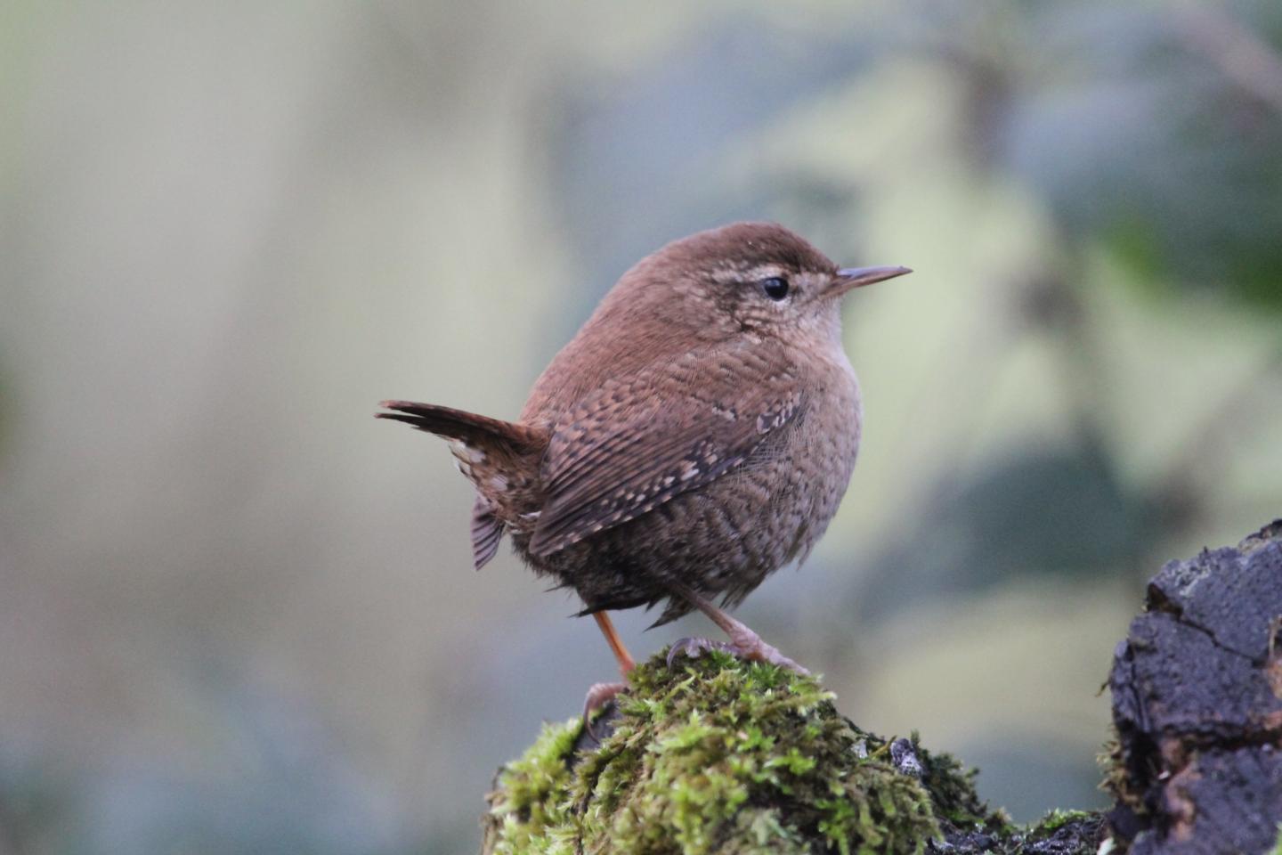 Wren