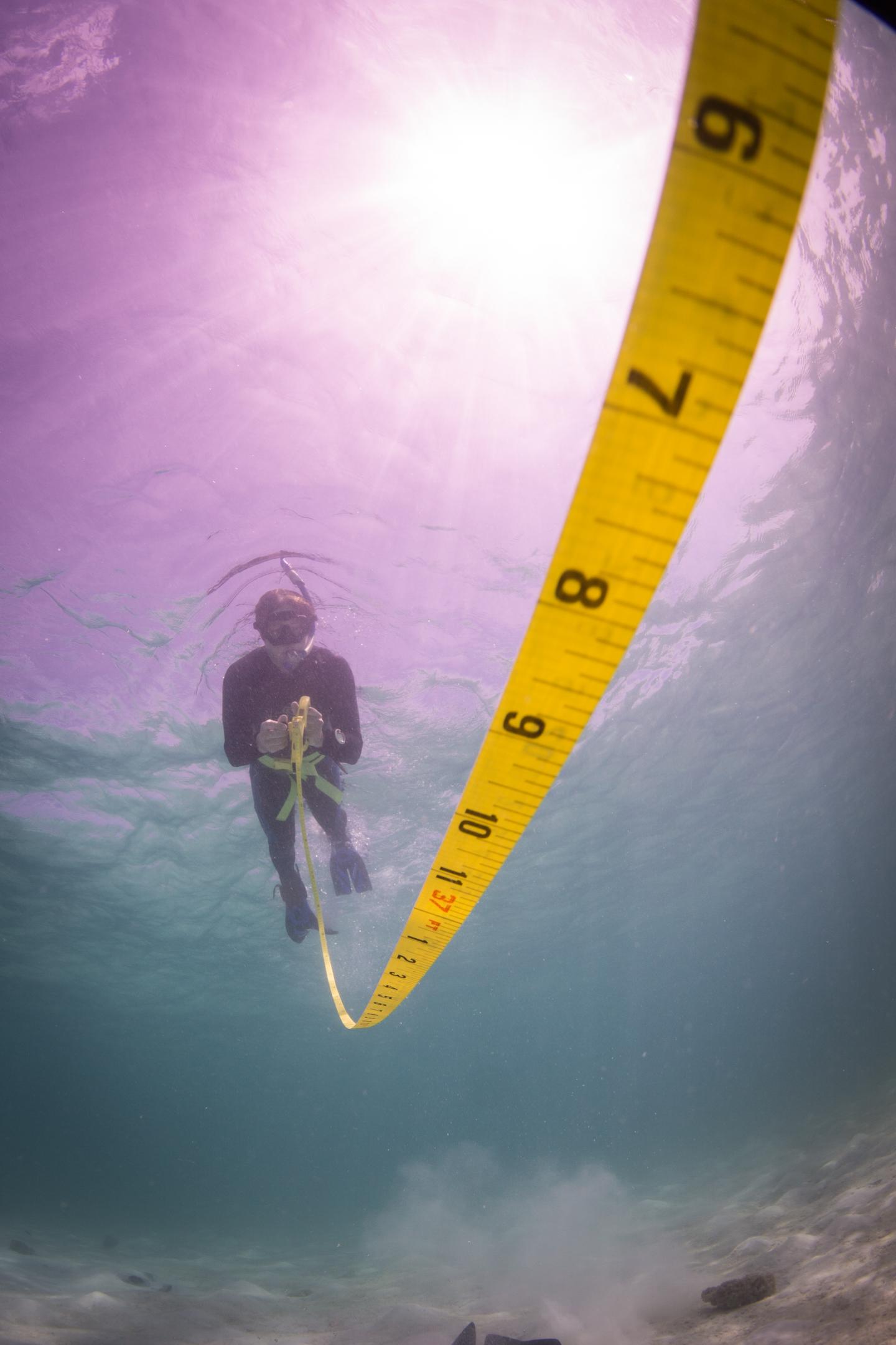 Diver Survey