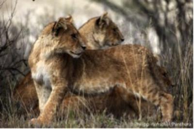Lion Cubs