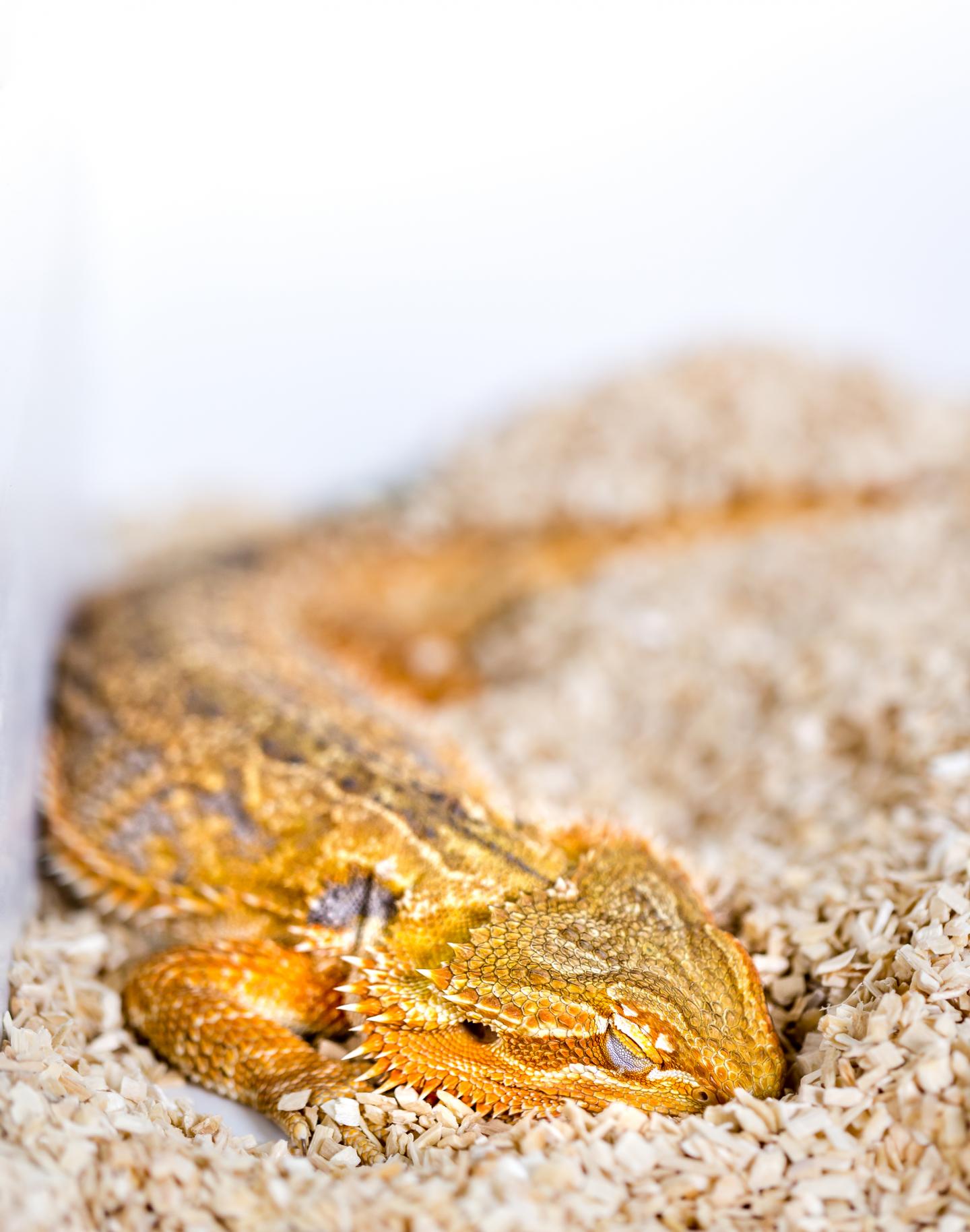 Reptiles Share Sleep Patterns with Mammals and Birds After All (2 of 2)