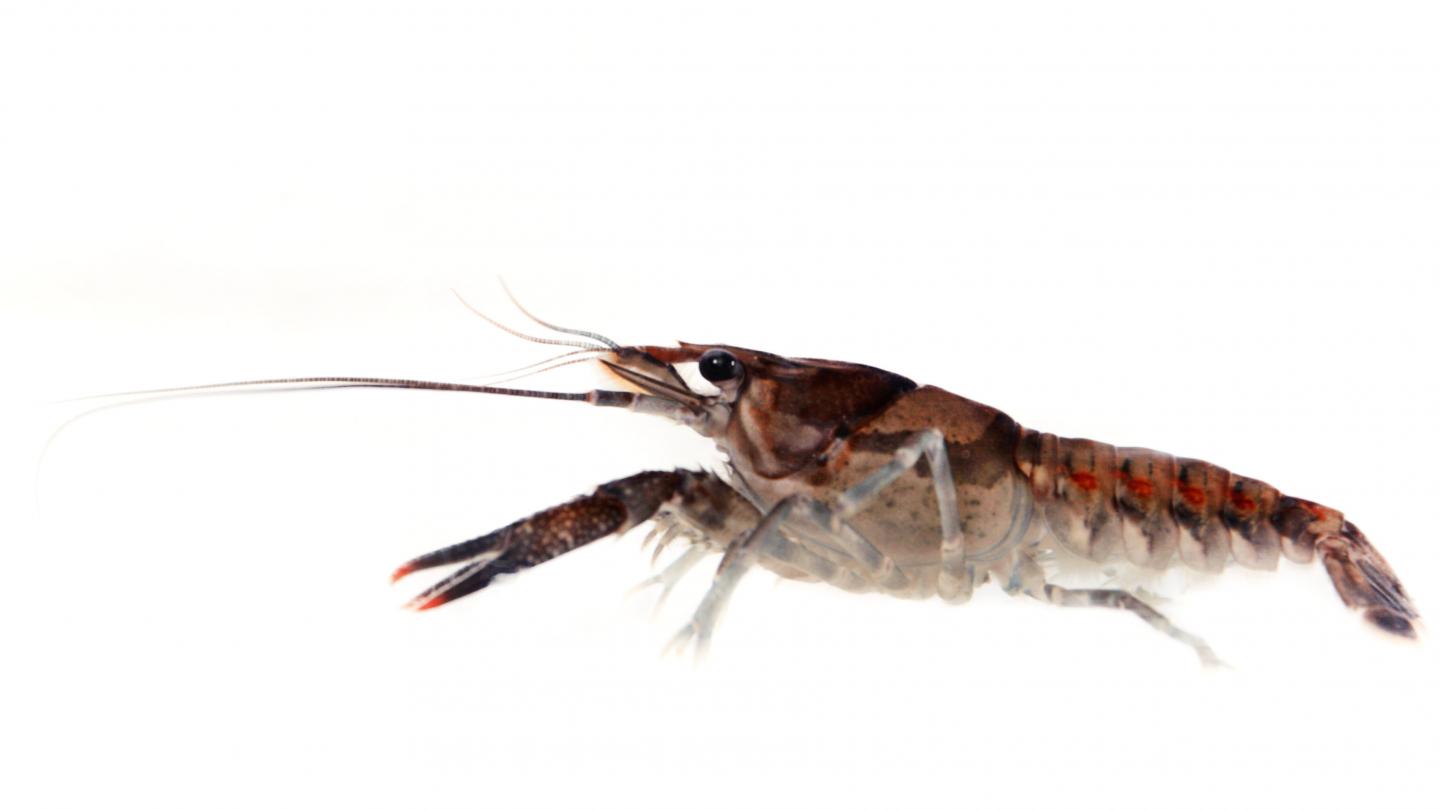 Crayfish
