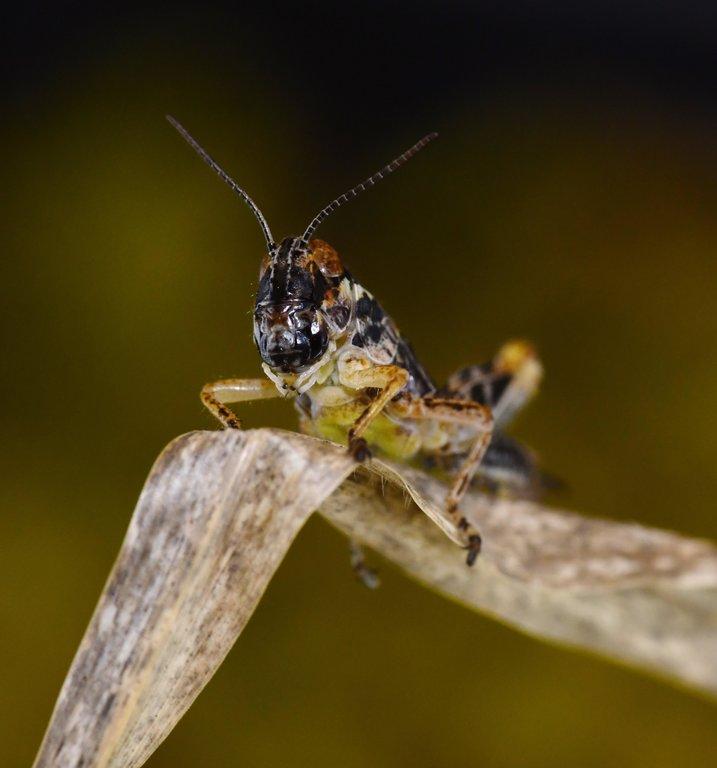 <i>Melanoplus sanguinipes</i>