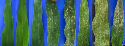 Spotty Corn