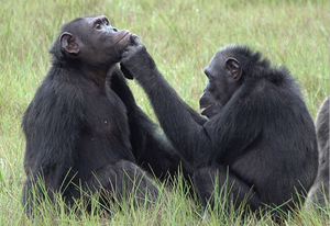 Chimp applying insect to wound