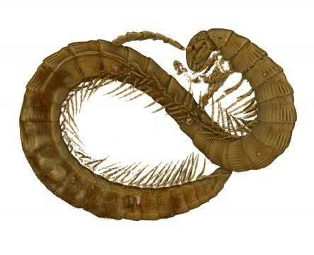 3D Reconstruction of the Millipede