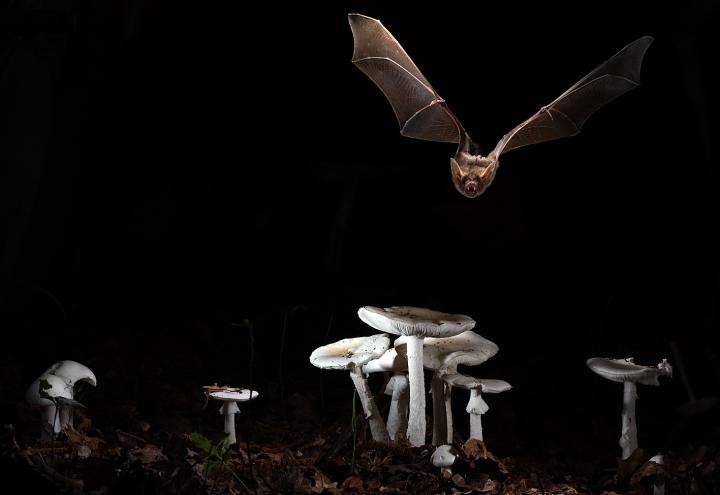 Myotis - Image B