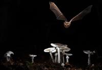 Myotis - Image B