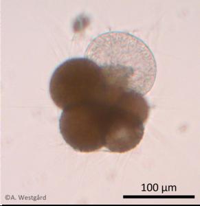 Foraminifera