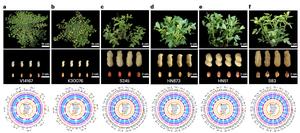 Plant structures, pods, seeds and Circos plot depicting the genomic features of peanut varieties
