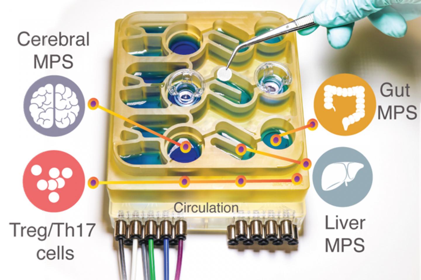 Gut Brain Axis Device (with description)