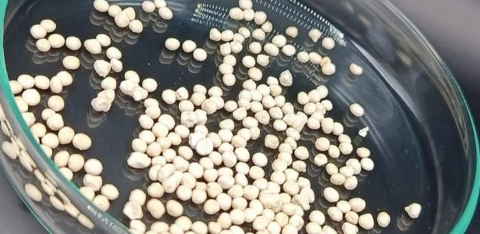 Material extends shelf life and prolongs release of fungus used as bioinsecticide