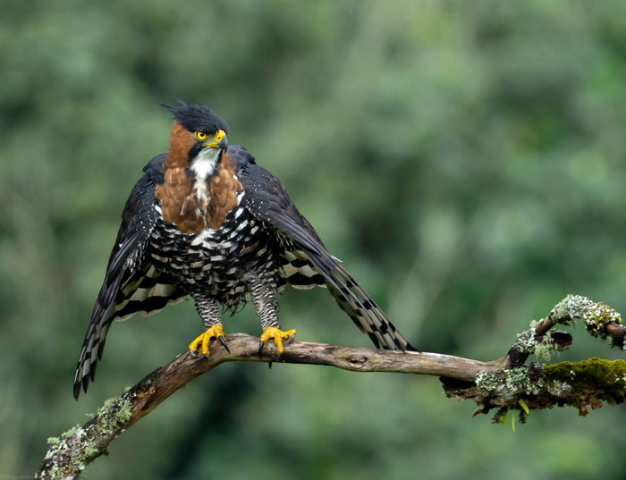 Ornate Hawk-Eagle