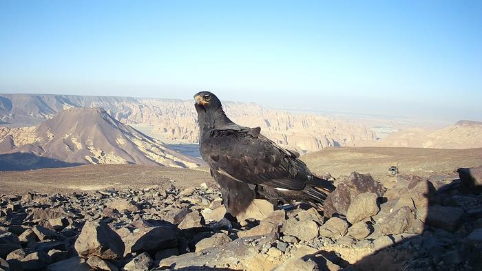 Verreaux’s Eagle