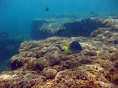 Actively Growing Reef