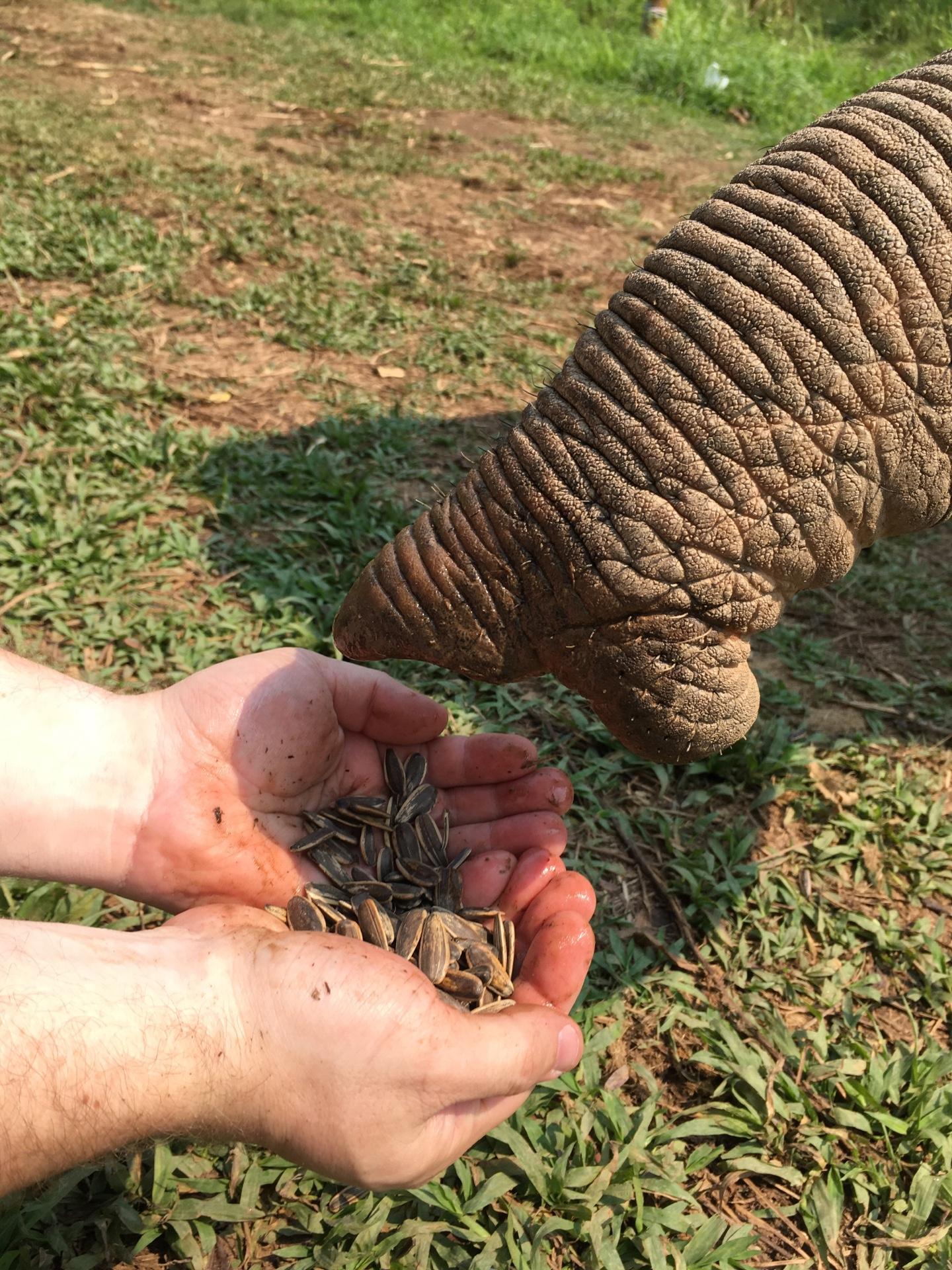An Elephant (Or Elephants) at the Golden Triangle Asian Elephant Foundation in Chiang Rai, Thailand