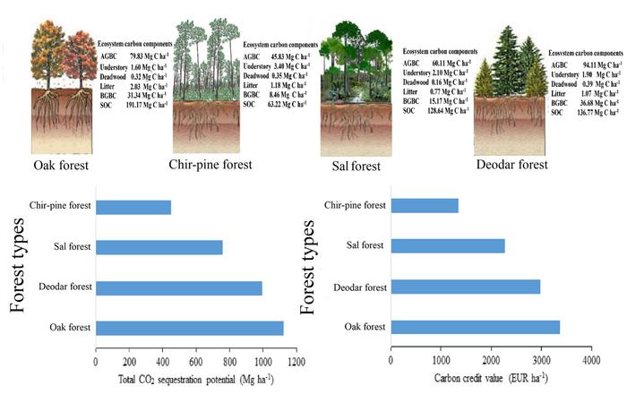Ecosystem carbon storage, allocation and carbon credit values of major forest types in the central Himalaya