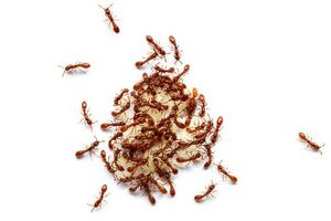 Clonal raider ants